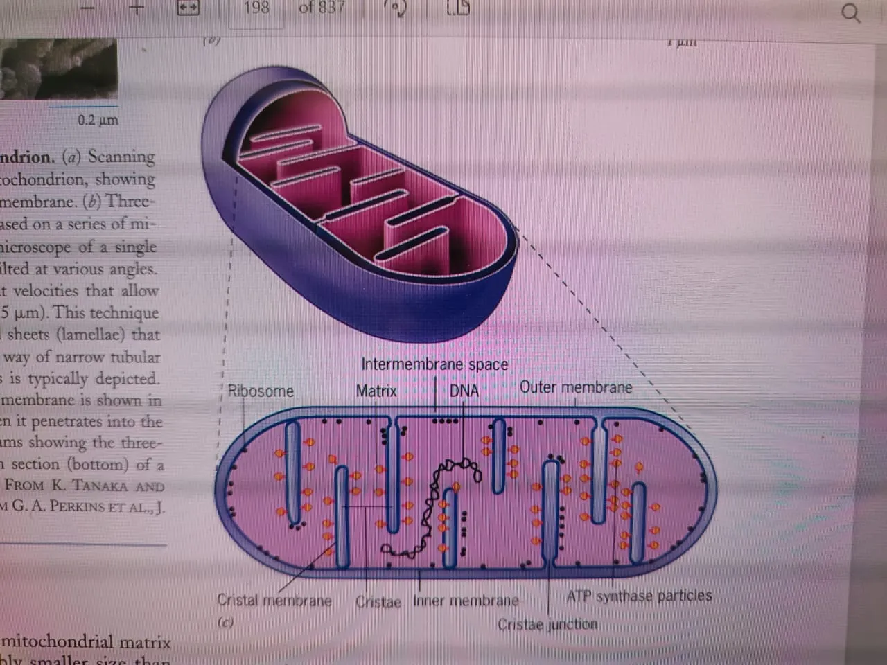 Biology zoology